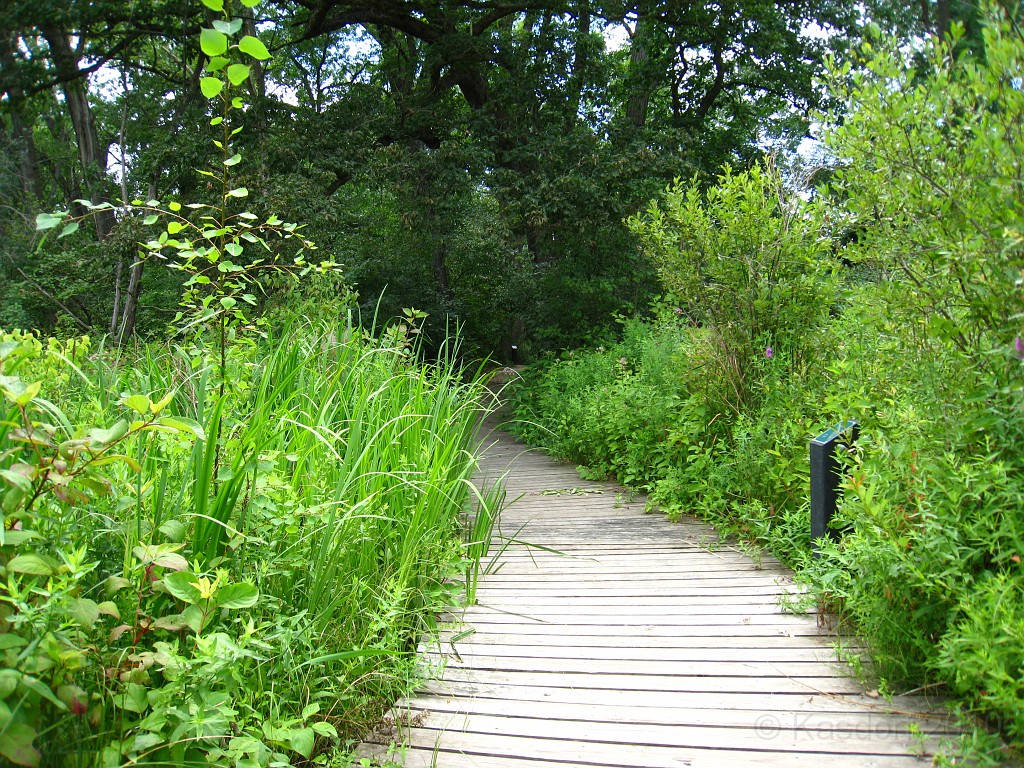 Matthaei Botanical Gardens 2010 0600.jpg - Matthaei Botanical Gardens in Ann Arbor Michigan has several miles of trails that can be enjoyed year round.